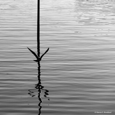 Photo-artistique
