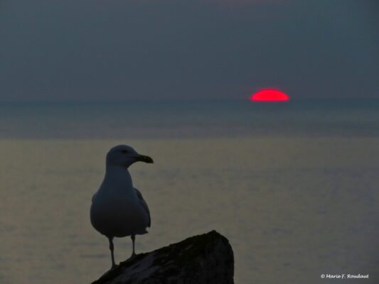 Photo-artistique