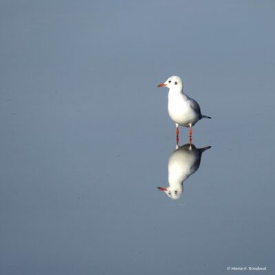 Photo-artistique