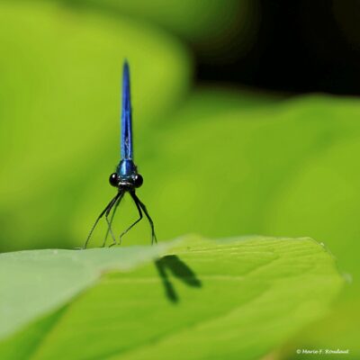 Photos-artistiques-mai-soizic-photographie